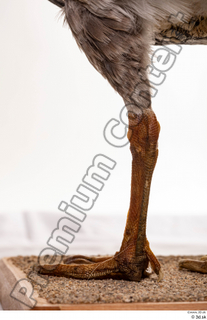 Greater white-fronted goose Anser albifrons leg 0020.jpg